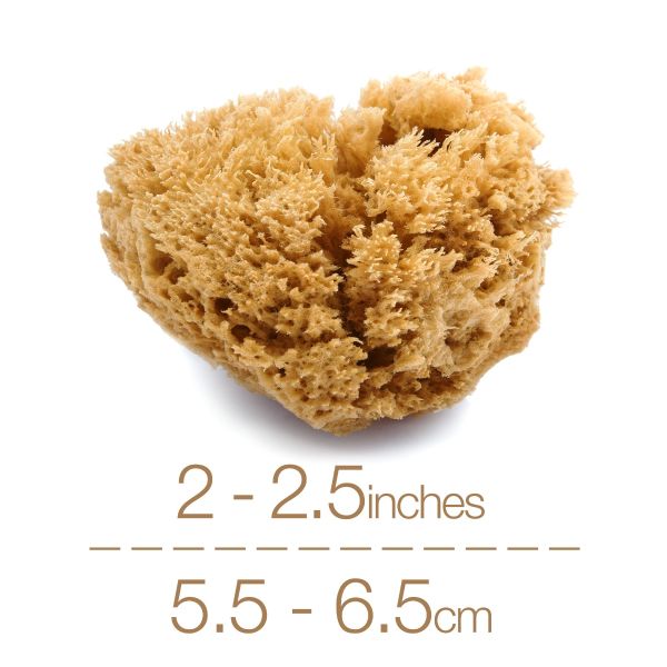 IntimateCare Sponges - 3x 5.5-6.5cm Unbleached - Minimalist Packaging