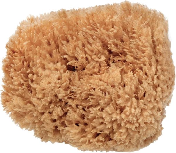 BodyCare Sea Sponge - 12.5-14cm - Minimalist Packaging