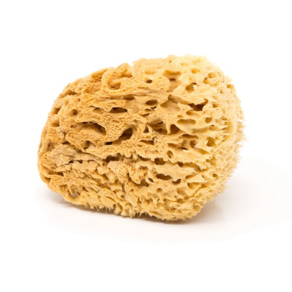 BodyCare Premium Honeycomb Sea Sponge - 11.5 - 12.5cm - Minimalist Packaging